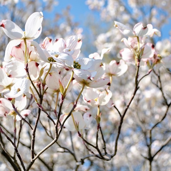 Meet your Posher, Kassidy - Picture 1 of 1